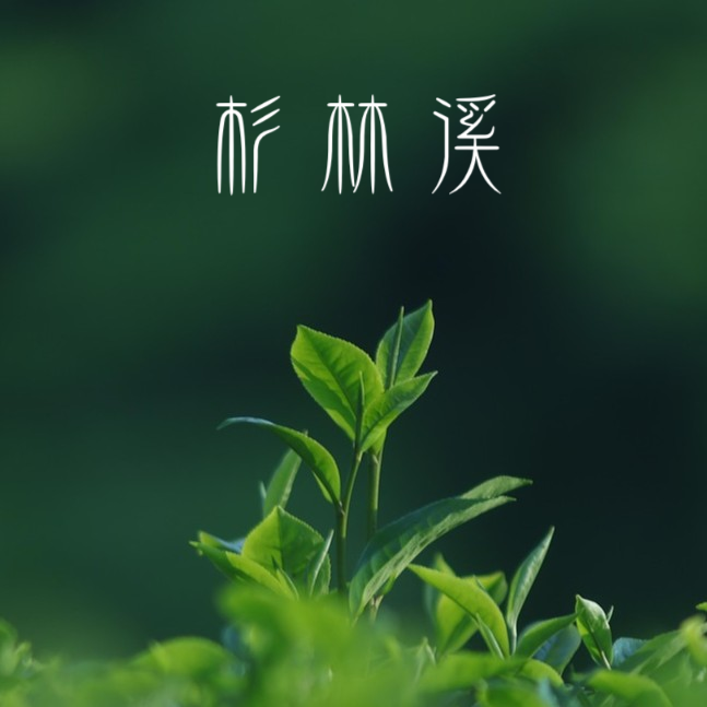 杉林溪立體茶包25入1盒
